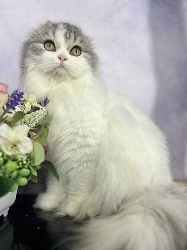 продажа вислоухих шотландских котят: Отдам кошек в добрые руки отдаются все после стерилизации — 5