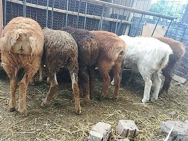 Продам с/х животных: Продаю | Ягненок | Для разведения — 1