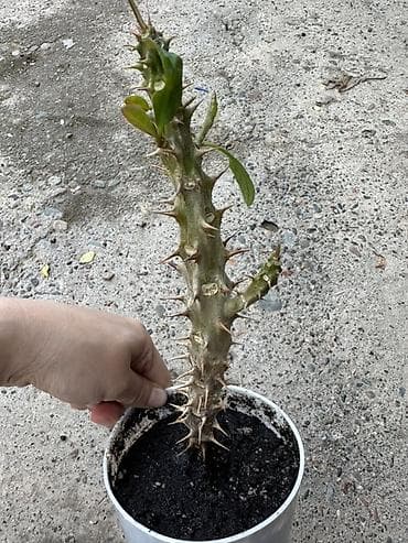 фикусы для офиса: Комнатные растения — коллекция в горшках/стаканчиках Цены 150-450сом — 4