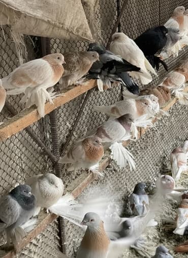 самоедская собака цена: 1 шт 600сом на выбор 500сом круг по 400 сом — 1