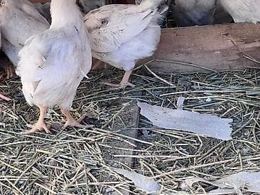 курица несушки: Продаю | Цыплята | На забой — 7