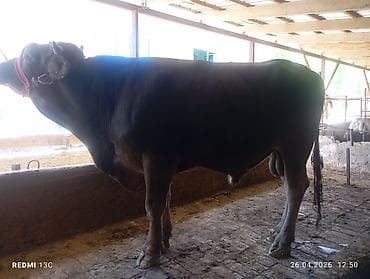 Продаю | Бык (самец) | Для разведения | Племенные