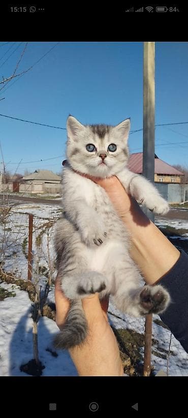 Скотиш Страйт (Шотландская прямоухая), 1 месяц, Девочка, Серебристая шиншилла, Приучена к лотку, Проглистована