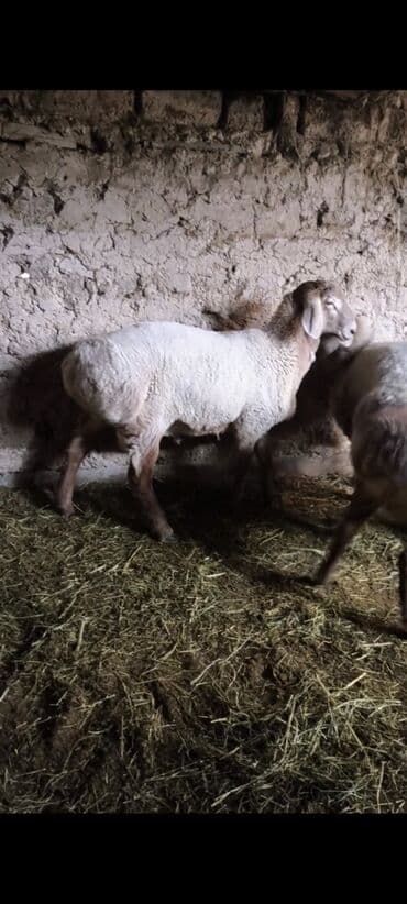 купить щенка немецкой овчарки в бишкеке: Продаю | Баран (самец) | На забой | Племенные — 6