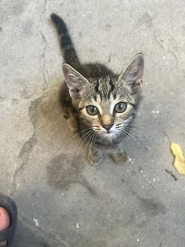 🐾 Отдам котят в добрые и заботливые руки! 🏡❤️ Очаровательные котята — 5
