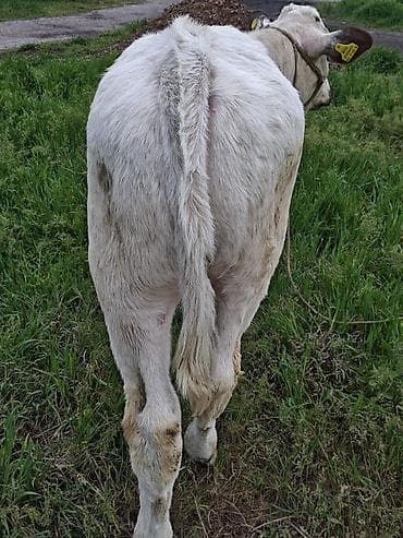 Животные: Продаю | Бык (самец) | На откорм | Привязанные — 3