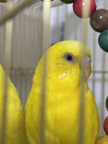 домашняя птица: Волнистые попугаи с клеткой и игрушками Продаётся комплект: 2 — 3