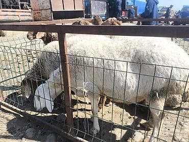 бельгийский овчарка цена: Продаю | Овца (самка) | Для разведения | Матка — 4