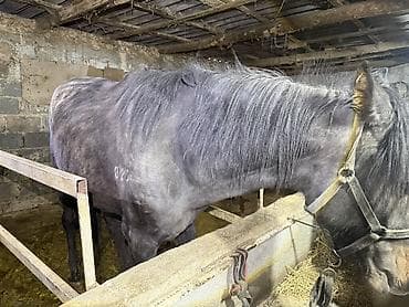 байталдар: Продаю | Жеребец | Английская | Рабочий — 5