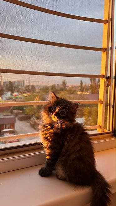 балинезийская кошка: 2 месяца, Мальчик, Черный, Приучена к лотку — 1