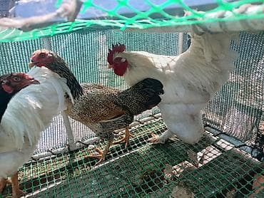 броллер цыплята: Продаю | Петух | Для разведения — 4