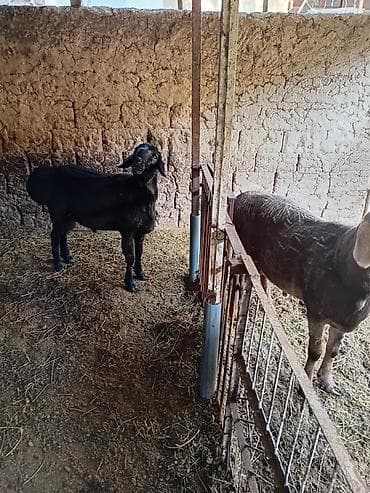 Продаю | Баран (самец) | Для разведения | Племенные