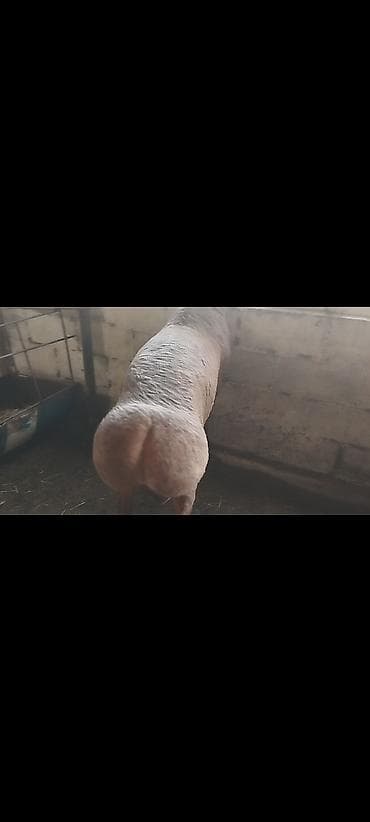 С/х животные и товары: Продаю | Баран (самец) | Арашан | Для разведения | Племенные — 1
