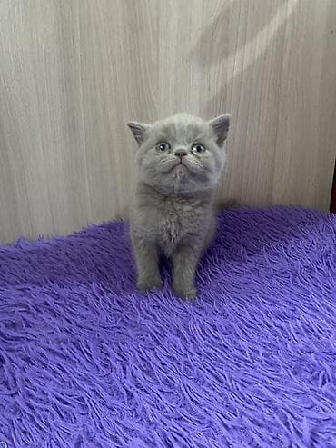 кошка крысолов: Британский короткошёрстный котёнок, окрас голубой девочка — 3