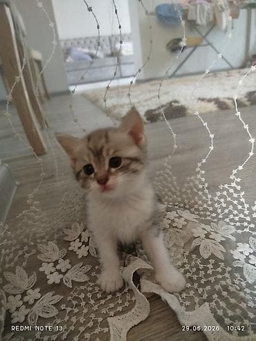 кошка породистый: Котята полосатики - Окрас: тигровый (серо-коричневые и серебристые — 3