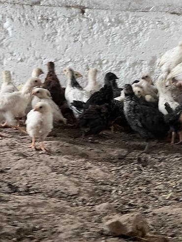 стебли кукурузы: Продаю | Цыплята | На забой — 8