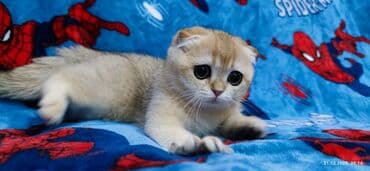 буудай сатылат: Скотиш Фолд (Шотландиялык шалпаң кулак), 3 айлык, Ургаачы, Алтын шиншилла — 5