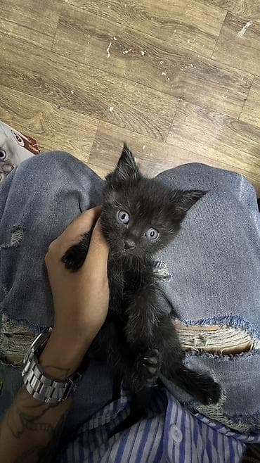 Котята, помёт домашний. Отдаю в хорошие добрые руки. Котята чистые — 2