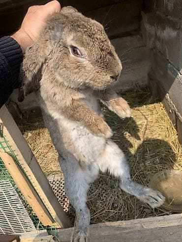 токмок собаки: Сатам | Эркек коен | Күрөң коен, Француз кочкору | Көбөйтүү үчүн — 10