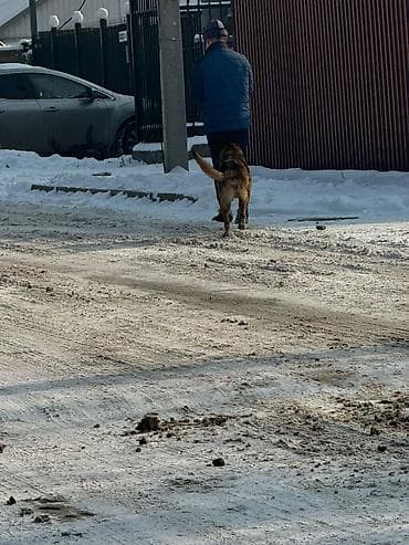 пропала собака хаски: Пропала собака овчарка серо коричневый окрас морда черная возраст 1 — 3