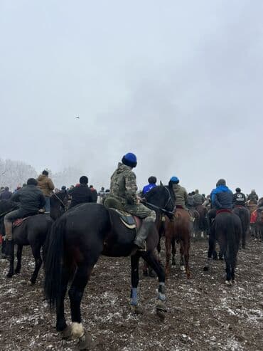 Ветеринар кызматы: Сатам | Жылкы (эркек) | Жумушка — 5
