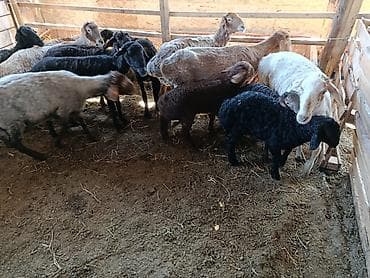 продам поросят: Продаю | Овца (самка) | Для разведения | Матка — 3