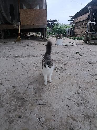 львенок купить: Котята от домашней кошки - Описание: пушистые котята от красивой — 3