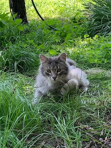нужны: Кошка даром: Беспородная, 2 года, Мальчик — 4