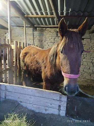 арабские лошади цена: Продаю | Жеребенок | Рабочий — 2