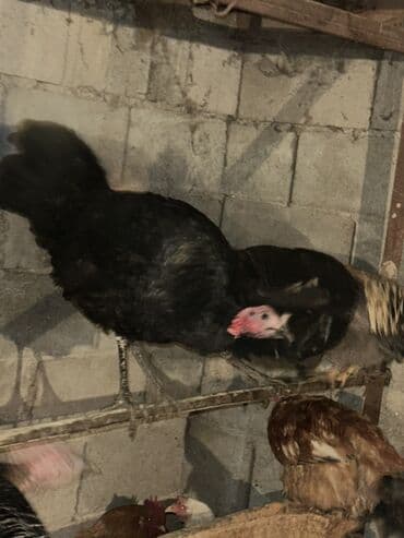 кошка рэгдолл: Продаю | Индюк (самец) | Для разведения | Племенные — 6