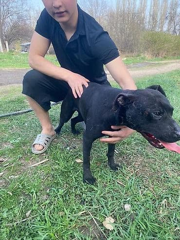 шпицель собака цена: Питбуль, 10 месяцев, Самка, С прививкой, С родословной — 2