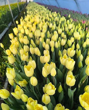 сколько стоит семена тюльпана: Тюльпаны местные с луковицей бронь по предоплате цена 🥳🥳 — 3