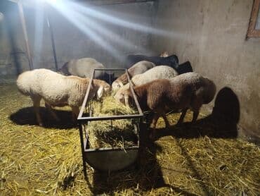 бельгийская овчарка малинуа купить: Продаю | Баран (самец) | Арашан | Для разведения | Племенные, Осеменитель — 6