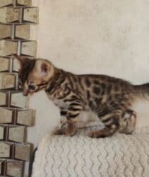 экзотическая короткошёрстная кошка: Бенгальская, 2 месяца, Мальчик, Голубой, Приучена к лотку — 3