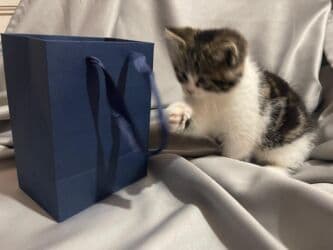 домик для кошек: Скотиш Страйт (Шотландская прямоухая), 2 месяца, Мальчик, Приучена к лотку, Проглистована, С документами — 9