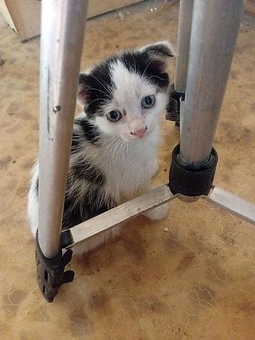 кошка токмок: 2 айлык, Эркек — 5