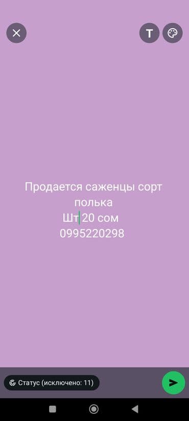 malina.kg продажа малины оптом в бишкеке новопокровка фото: Саженцы малины «Полька». - Ремонтантный сорт: плодоношение до — 1