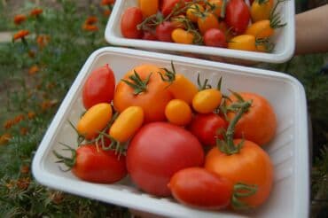 разнорабочий в бишкеке: Ищу бизнес партнера, инвестора, для выращивания овощей (открытый — 19