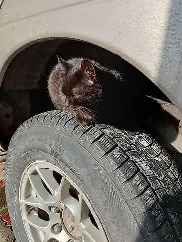 котята черные: Кошка даром: Беспородная, 5 месяцев, Девочка, Приучена к лотку — 3