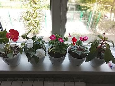 хищные растения: Комнатные цветы в керамических горшках - Набор из 5 цветущих — 1