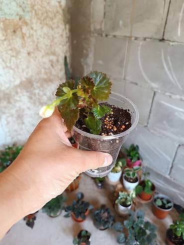 Бөлмө өсүмдүктөрү: Суккуленты в горшках — мини-коллекция - Редкий суккулент «розочки» — 6