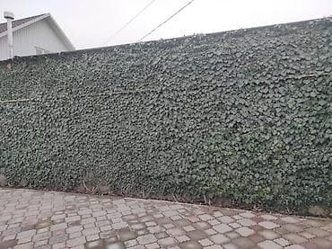 суу идиш: Арча — 2