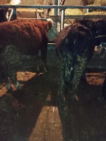 бычки куплю: Продаю | Музоо, торпок | Полукровка | На откорм | Привязанные — 2