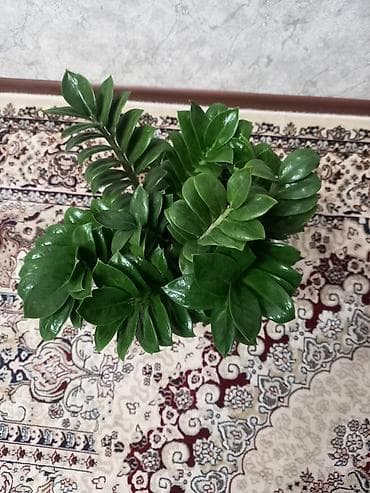 алоэ вера цена: Замиокулькас «Занзибар Джем» (Zamioculcas zamiifolia ‘Zenzi’) в — 3