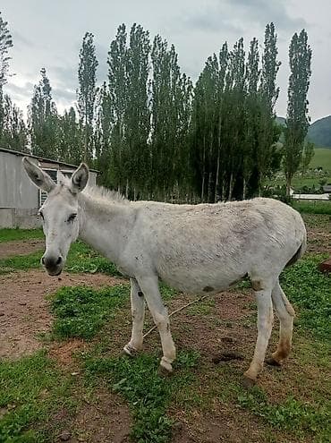 Эшек сатылат боос тууйт жакын арада