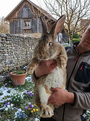 Шиншиллы: Крупный декоративный кролик (порода типа фландр/гигант). Особенности — 1