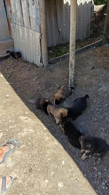 бенгальская кошка цена бишкек: Мальчики и девочки — 2