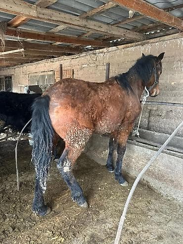 уэльский горный пони: Продаю | Жеребенок | Дончак | Рабочий — 2