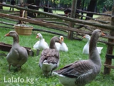 Гусиный жир, Новый