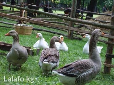 Животные жиры: Гусиный жир, Новый — 3